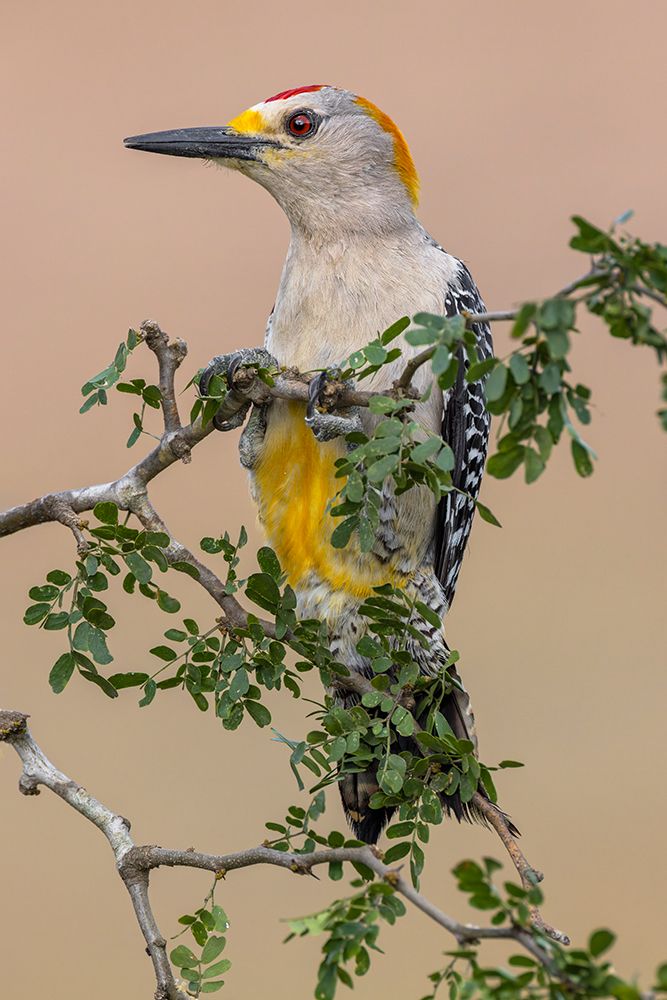 Golden-fronted woodpecker-Rio Grande Valley-Texas art print by Adam Jones for $57.95 CAD